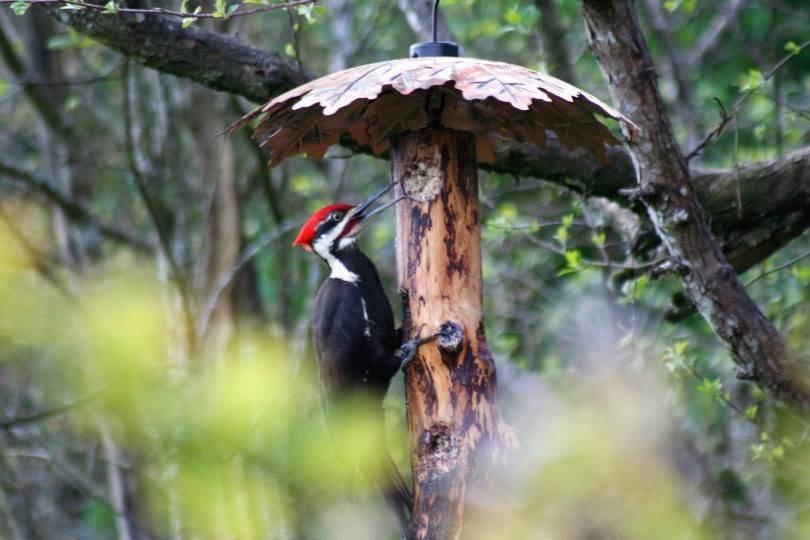 Pileated Woodpecker
